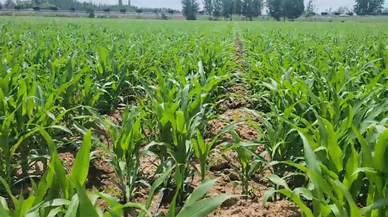奧龍高產(chǎn)新模式播種玉米長(zhǎng)勢(shì)良好